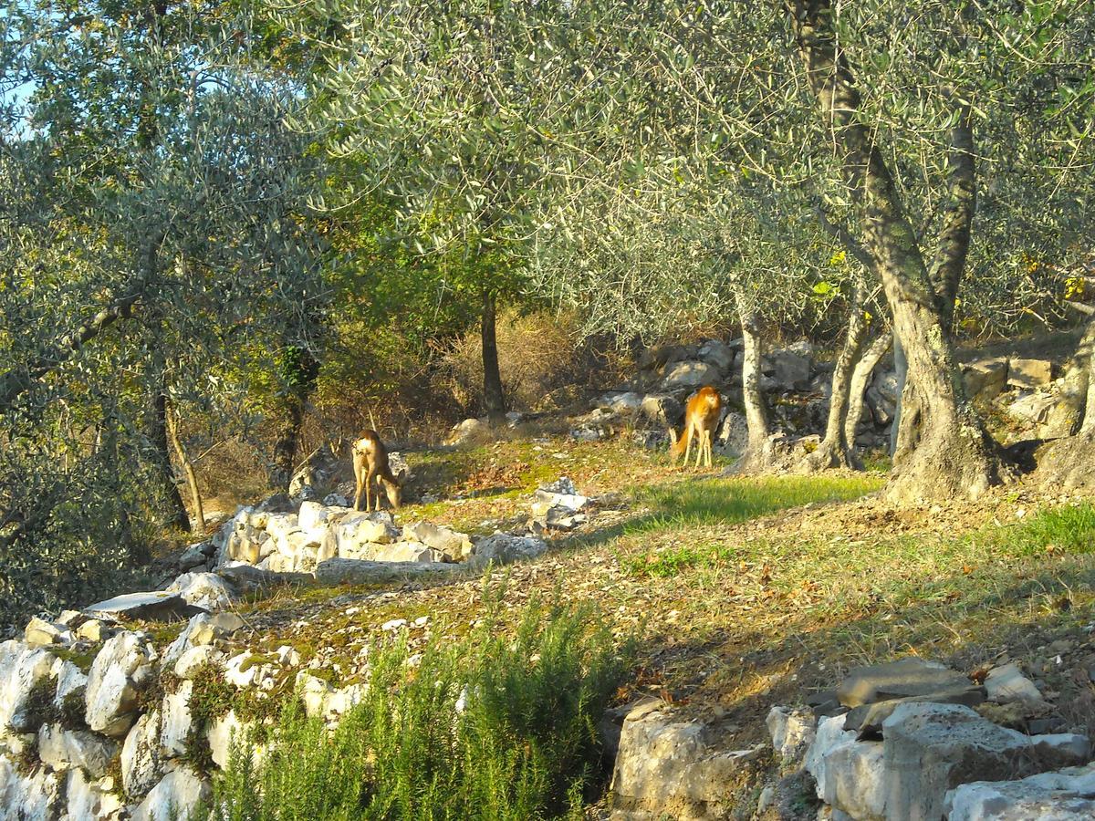 קסטלינה אין קיאנטי Villa Capannuccia מראה חיצוני תמונה